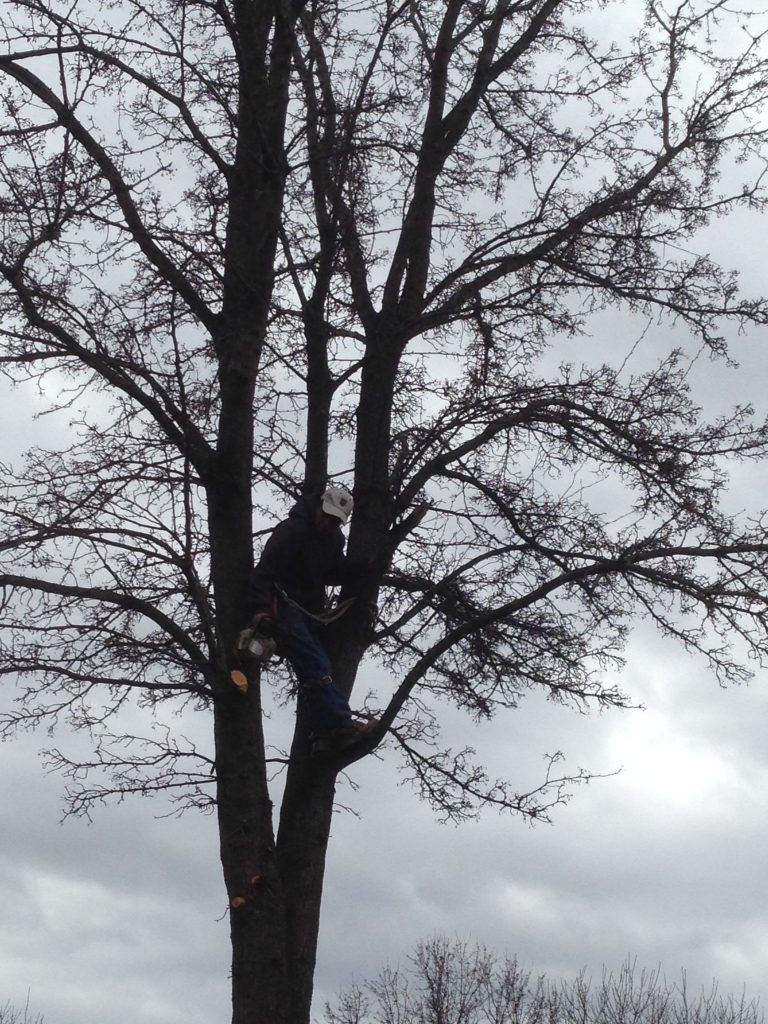 Taking Down A Tree